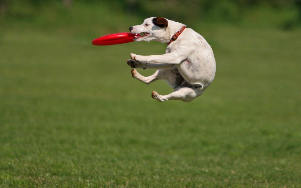 Animals, Grass, Dogs, Frisbee Wallpapers 2K | Desk 4K and Mobile