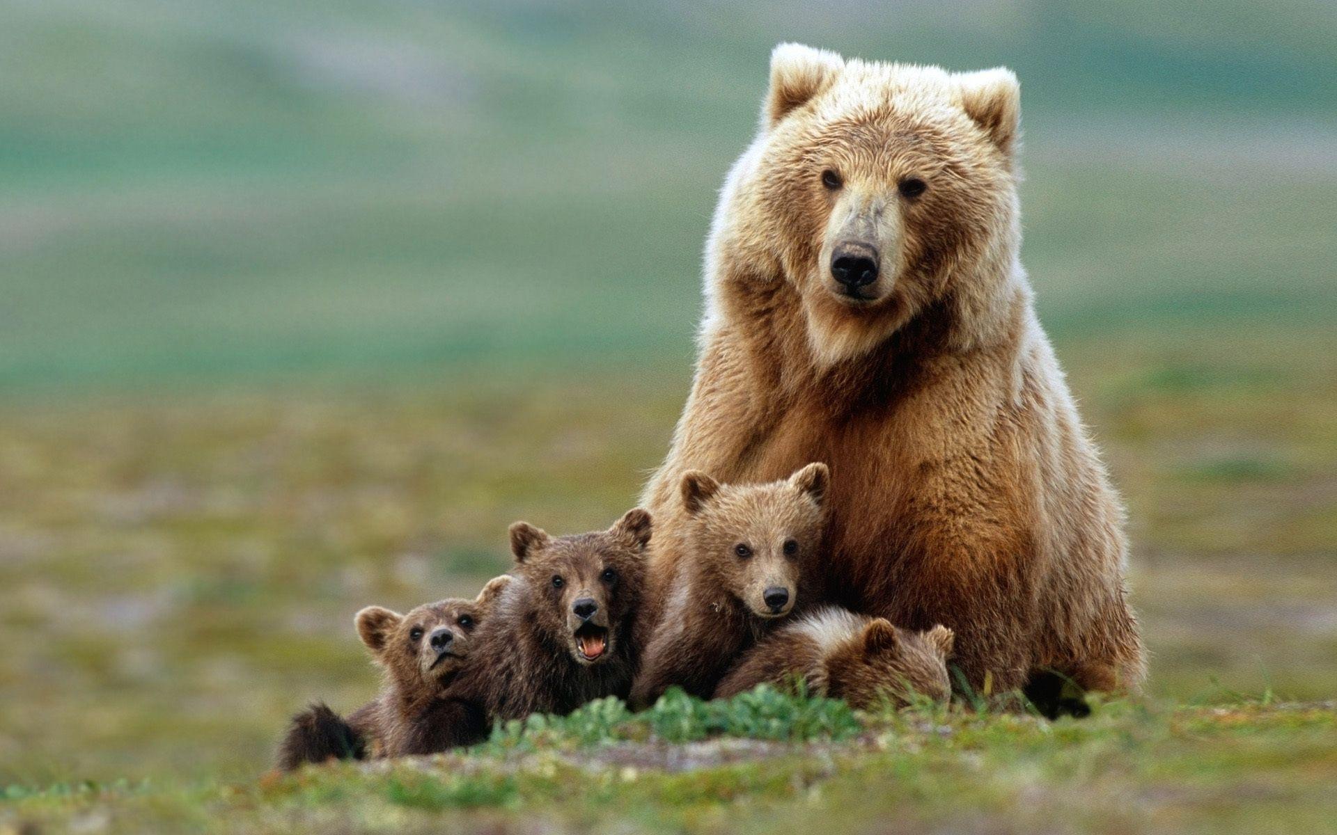 Animals For – Baby Grizzly Bear Wallpapers