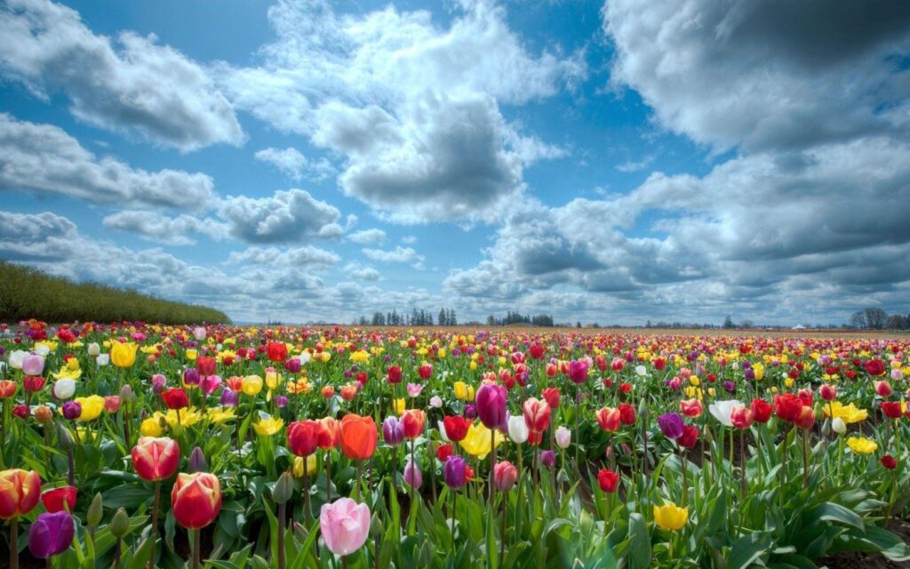 Tulip Fields Netherlands Wallpapers 2K For Desk 4K & Mobile