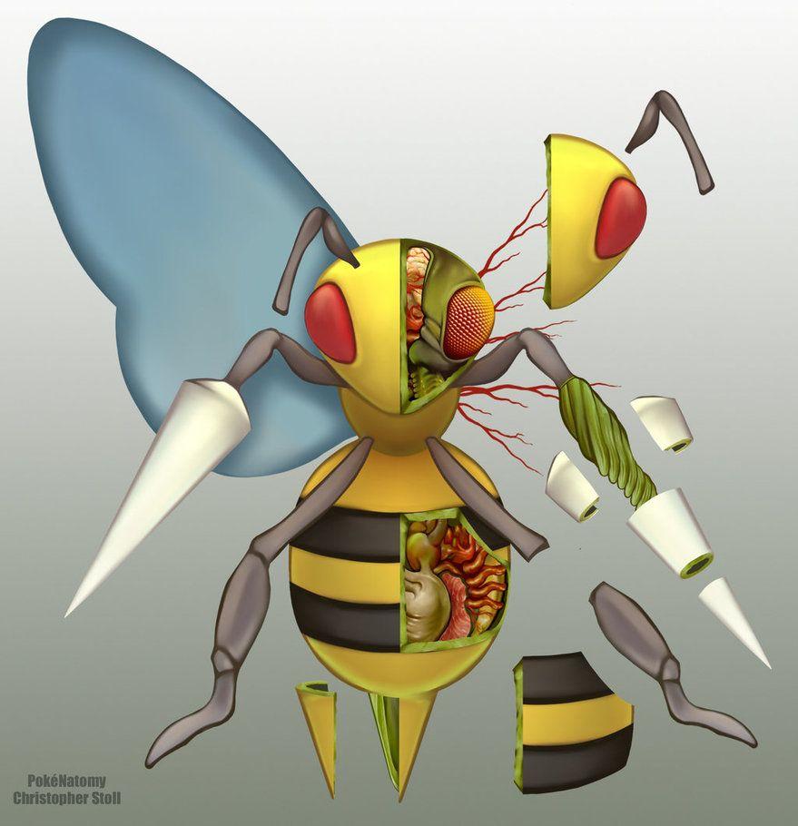 Beedrill Anatomy by Christopher