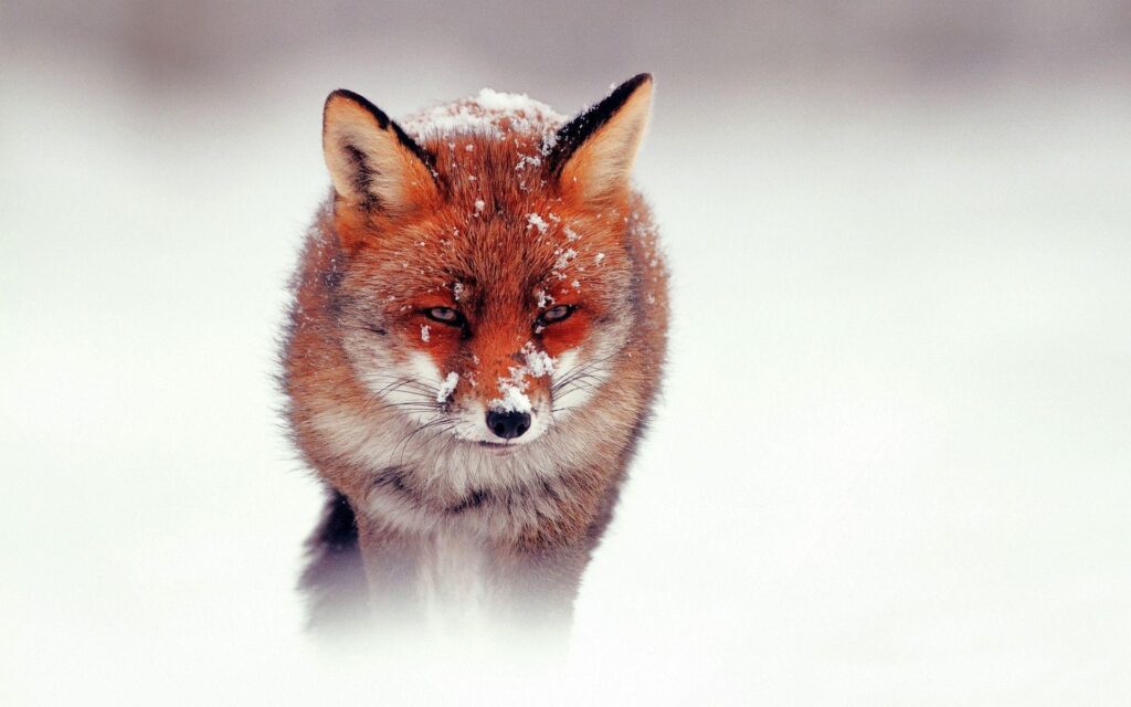 Cute Red Fox Face