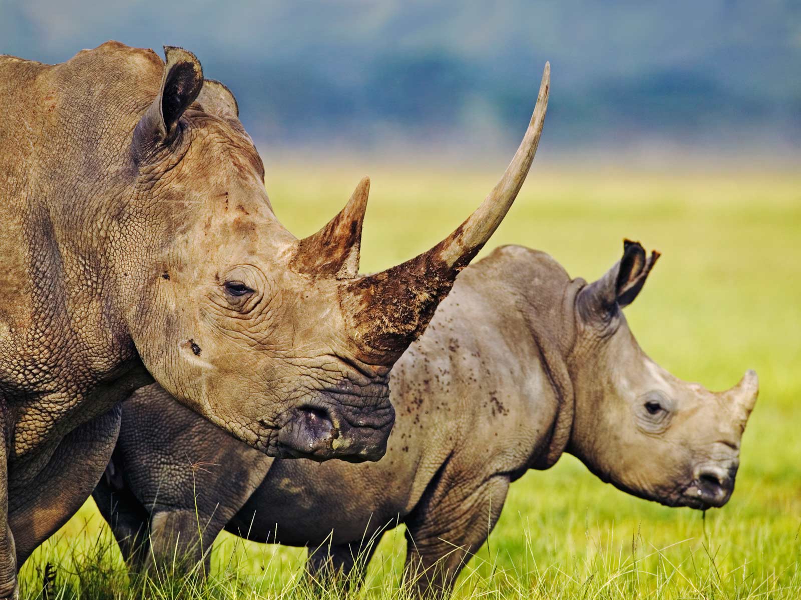 Rhinoceros Wallpapers  – Full HD