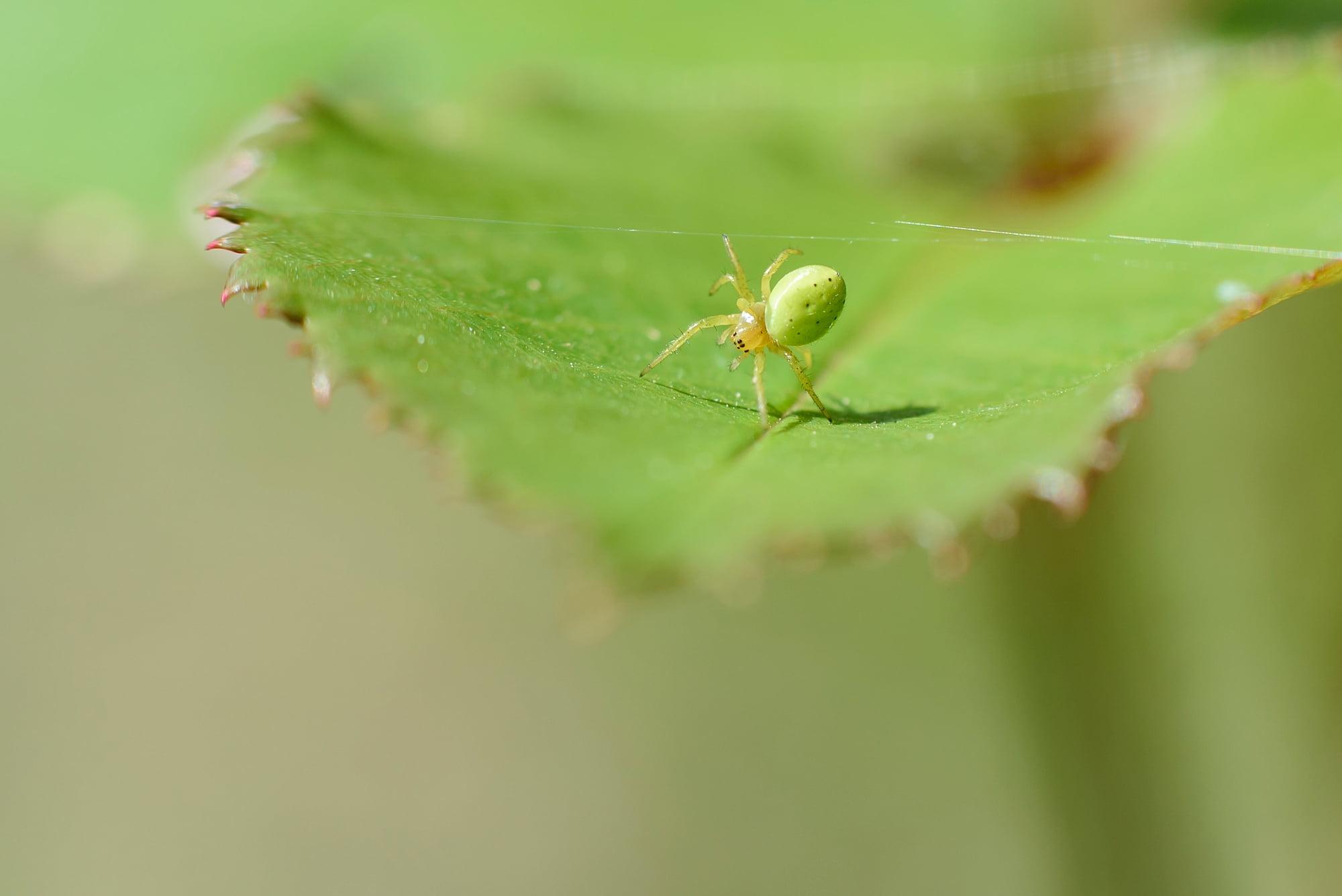 Green Crab Spider on plant leaf in selective focus