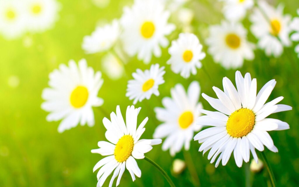 Wallpapers For – Daisy Flower Wallpapers