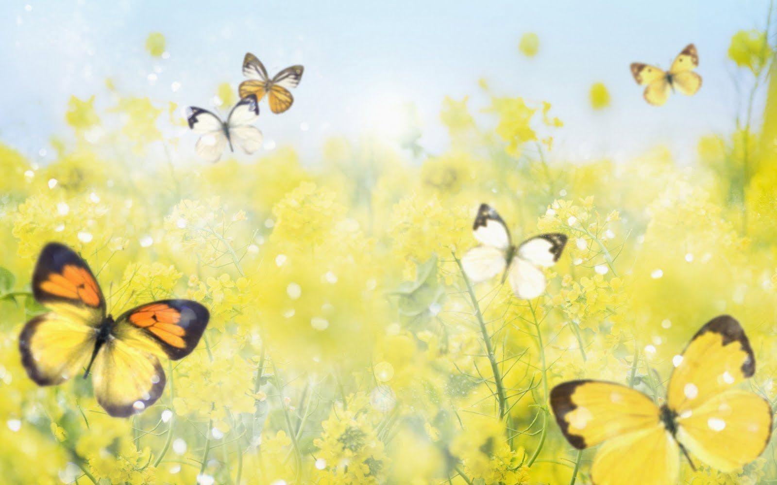 Butterfly Wallpapers