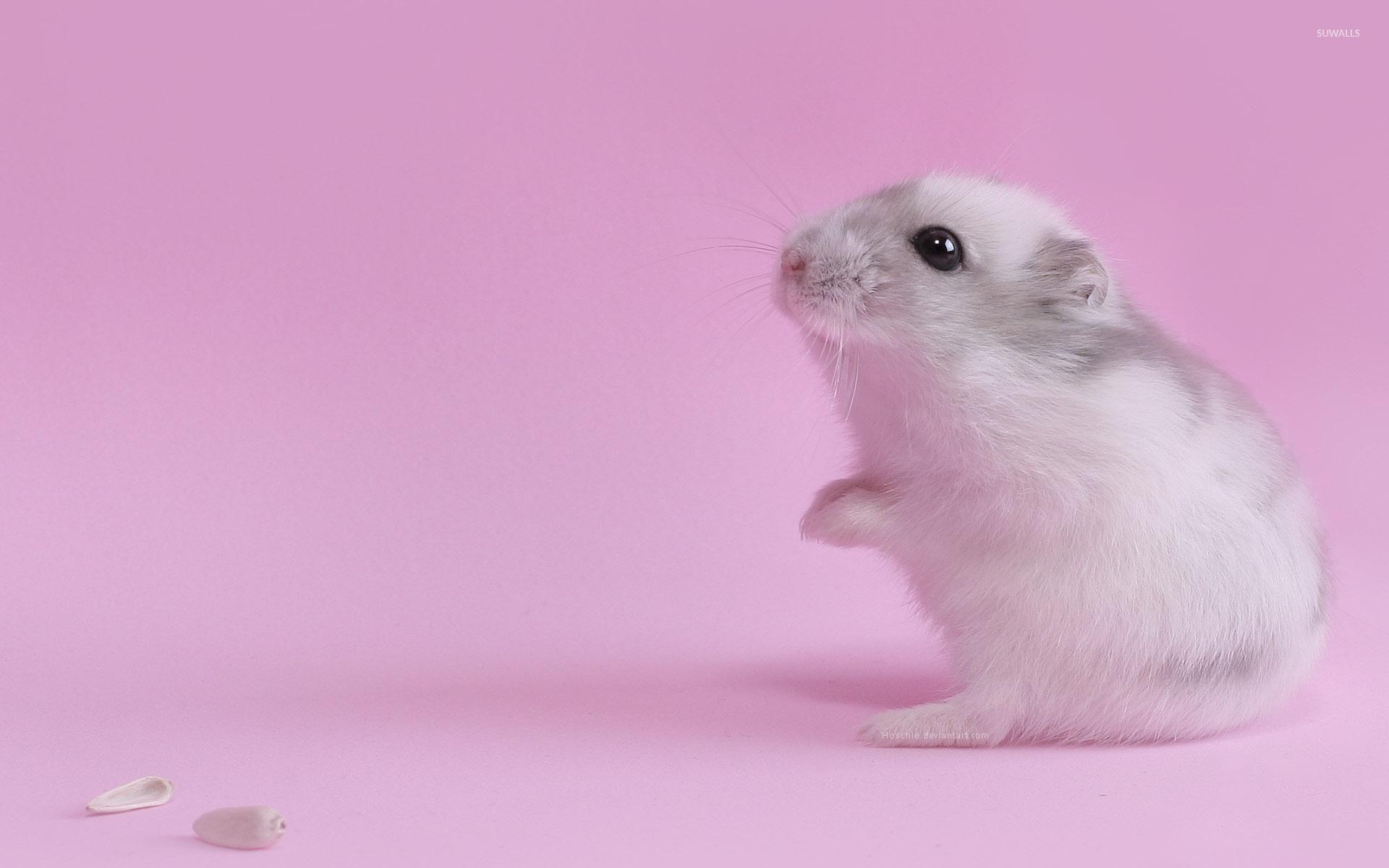 Cute hamster wallpapers
