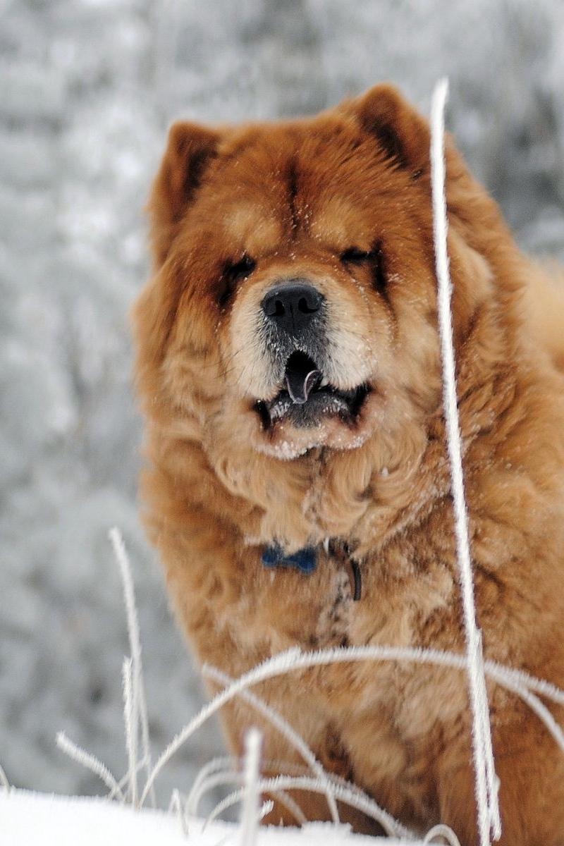 Download wallpapers chow chow, dog, face, fat iphone s|