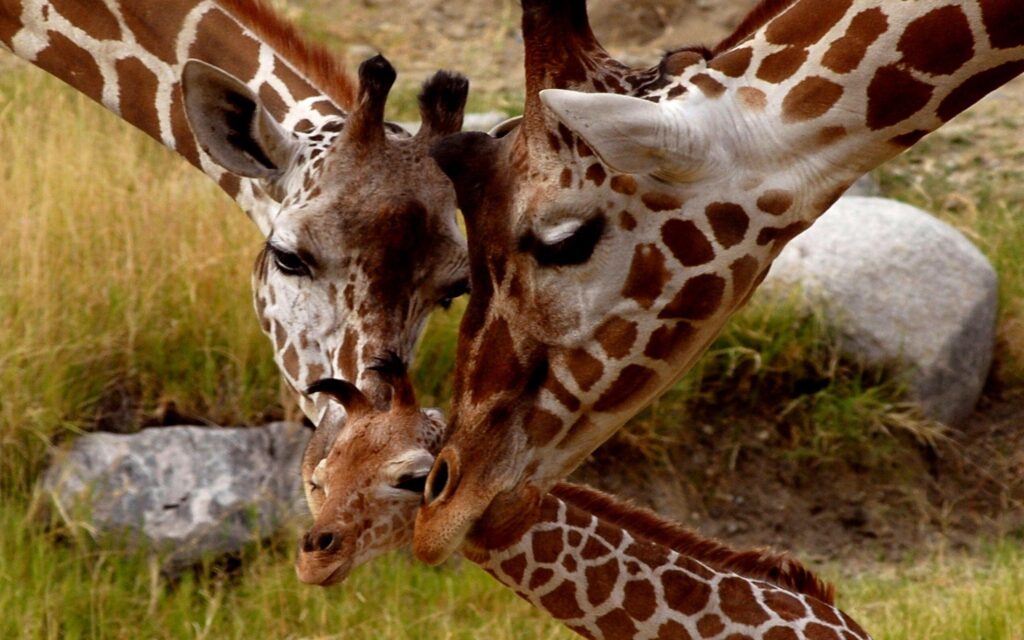 Baby giraffe wallpapers hd