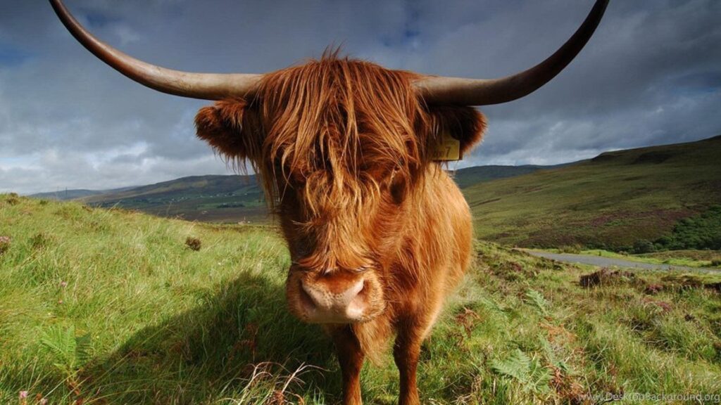 Cow Highland Animals Nature 2K Wallpapers
