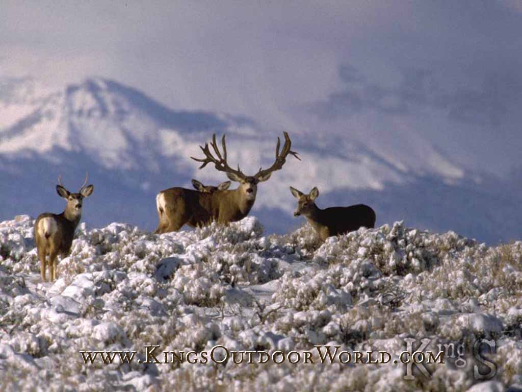 Animals For – Mule Deer Wallpapers