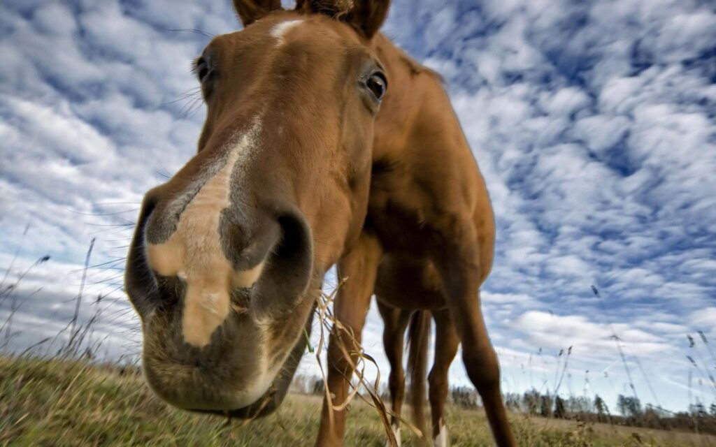 Hello Horse Wallpapers