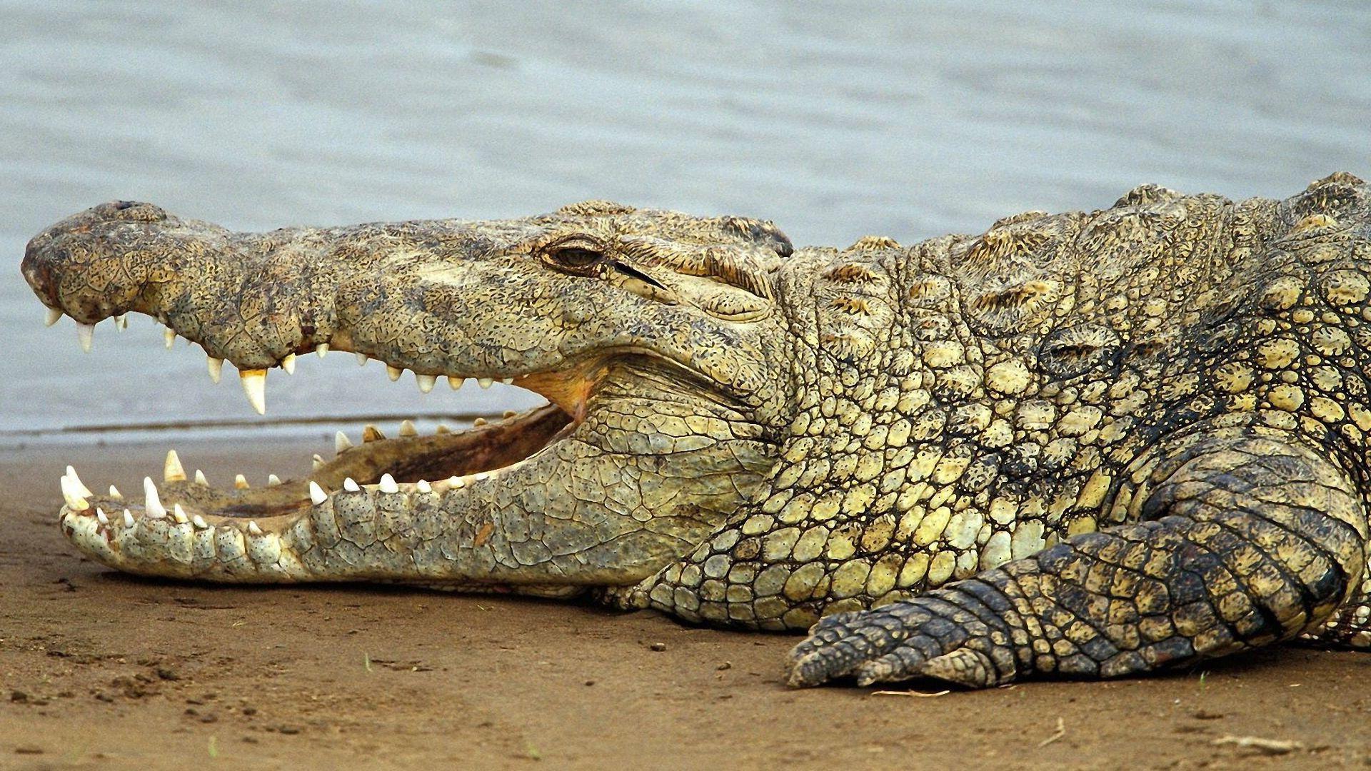 Recent Crocodile Pictures