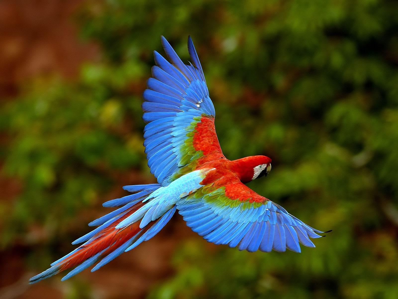 Wildlife of the World Beautiful Parrot Wallpapers