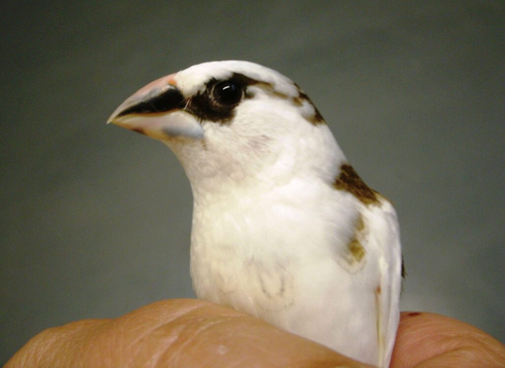 Chocolate & white pied American Society finch
