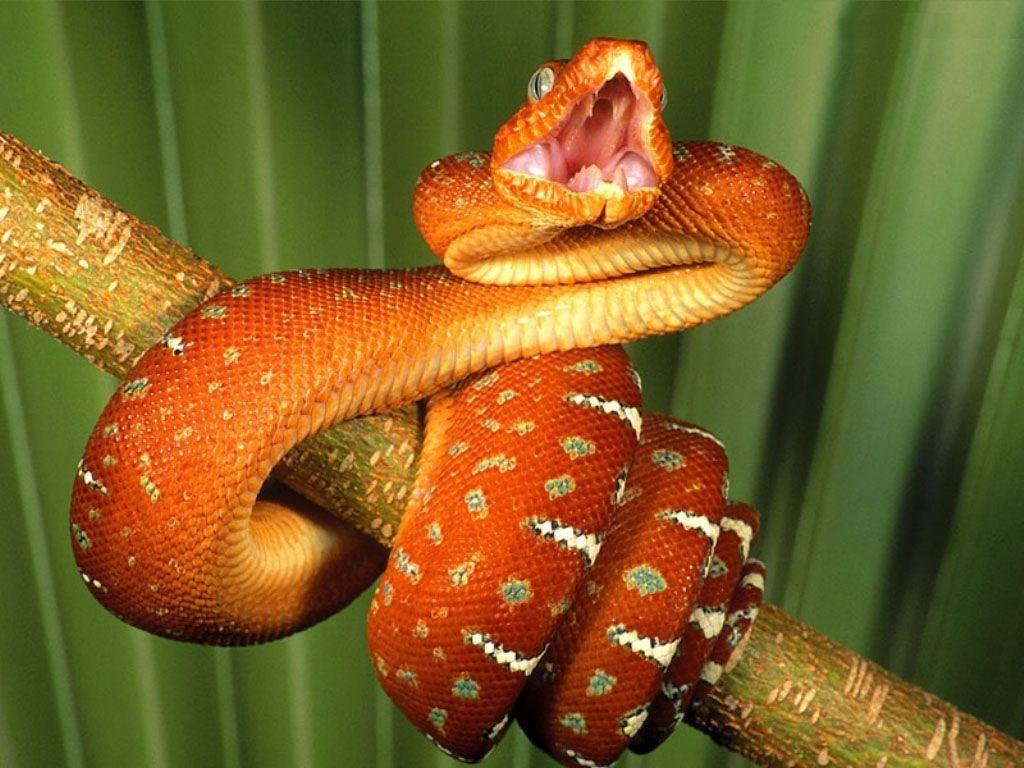 Boa constrictor on a stick wallpapers and Wallpaper