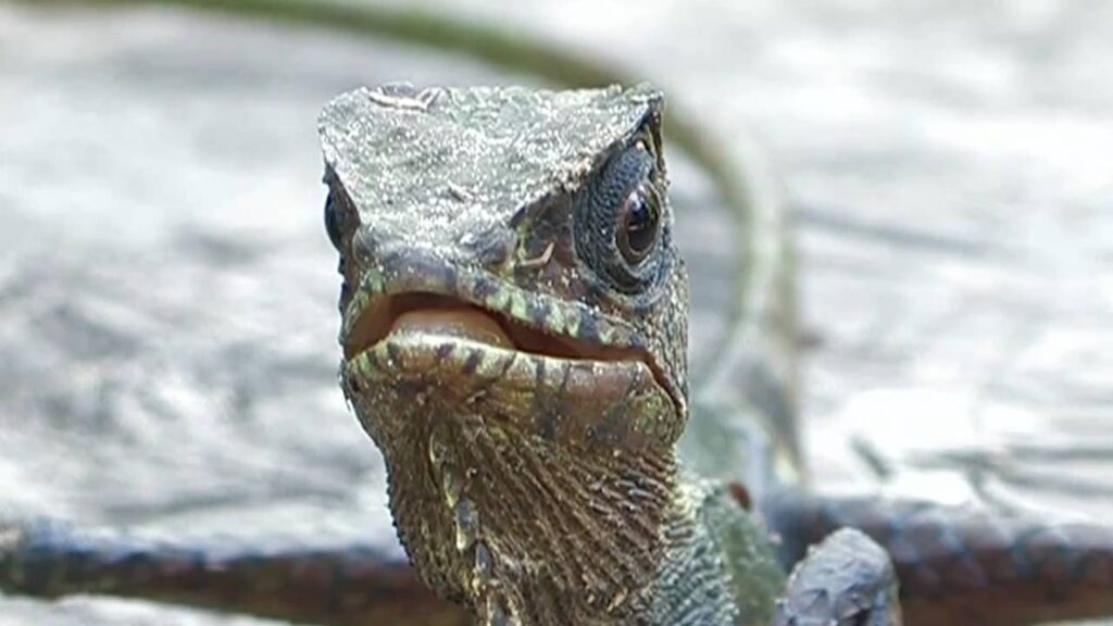 Helmeted Iguana