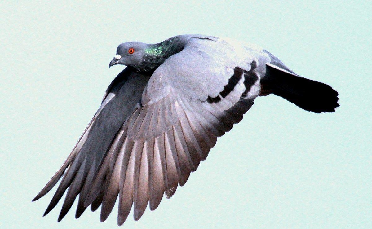 Blue Rock Pigeon Flying