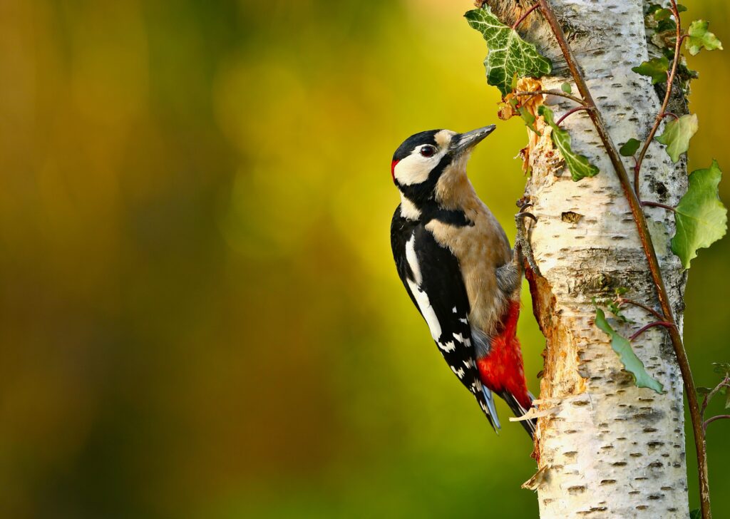Great Spotted Woodpecker k Ultra 2K Wallpapers