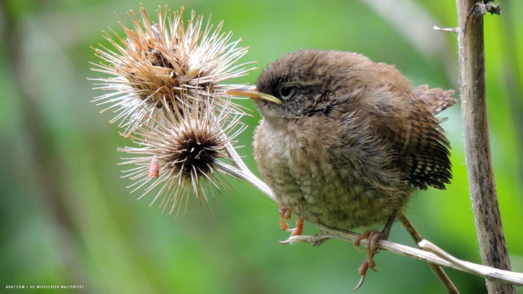 Wren small bird 2K widescreen wallpapers | birds backgrounds