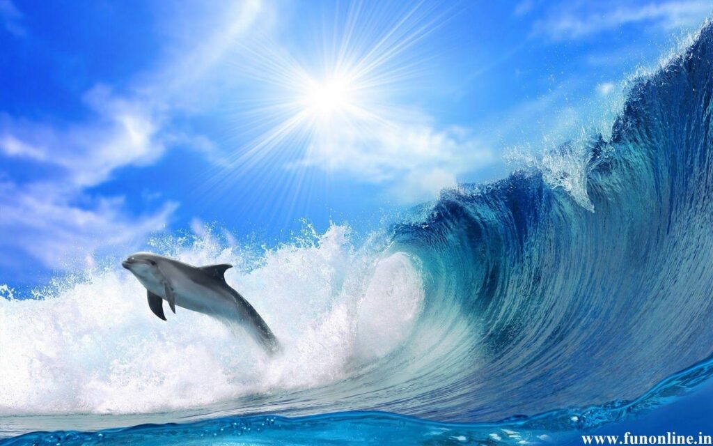 Jumping Dolphin Wallpapers Cool Backgrounds HD