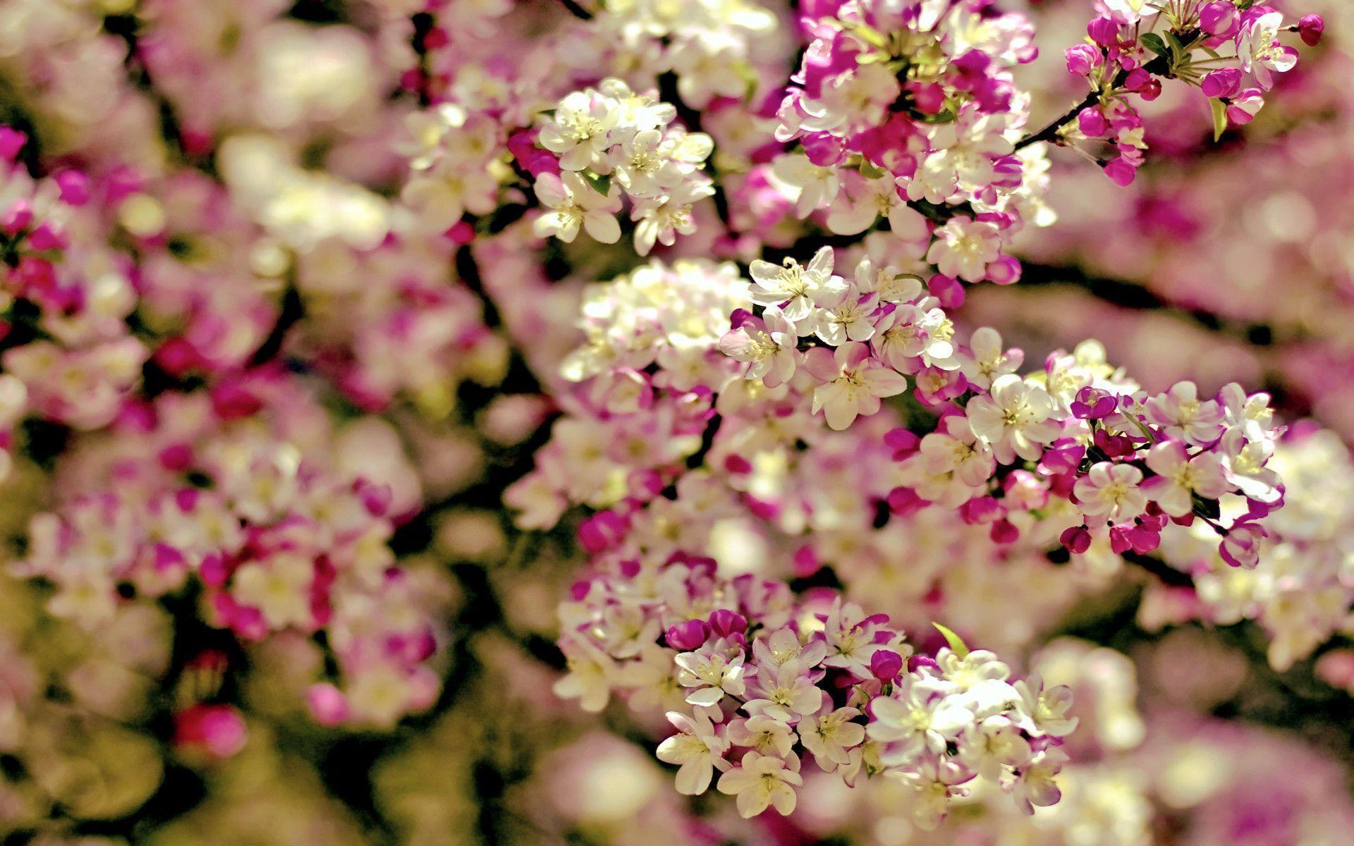 Cherry Blossom Tree wallpapers