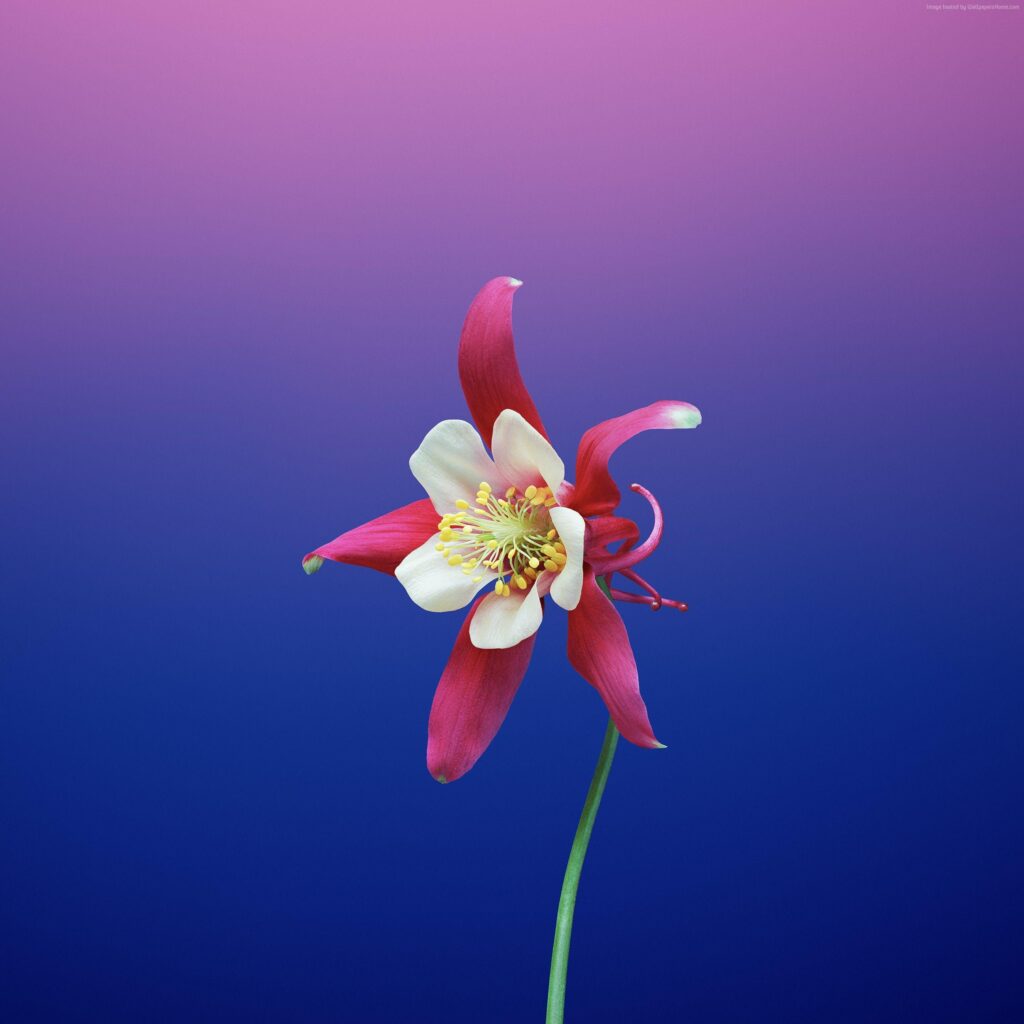 Wallpapers iPhone X wallpapers, iPhone , flower, iOS, retina, k