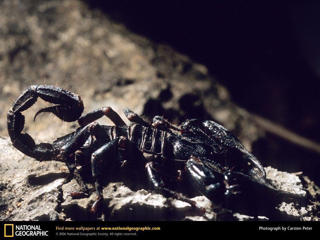 Scorpion Picture, Scorpion Desktop Wallpaper, Free Wallpapers