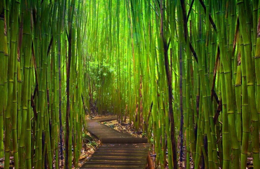 Bamboo Forest Japan wallpapers