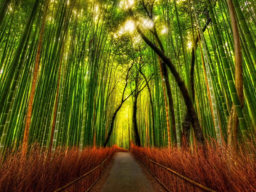 Bamboo Forest Wallpapers for Home
