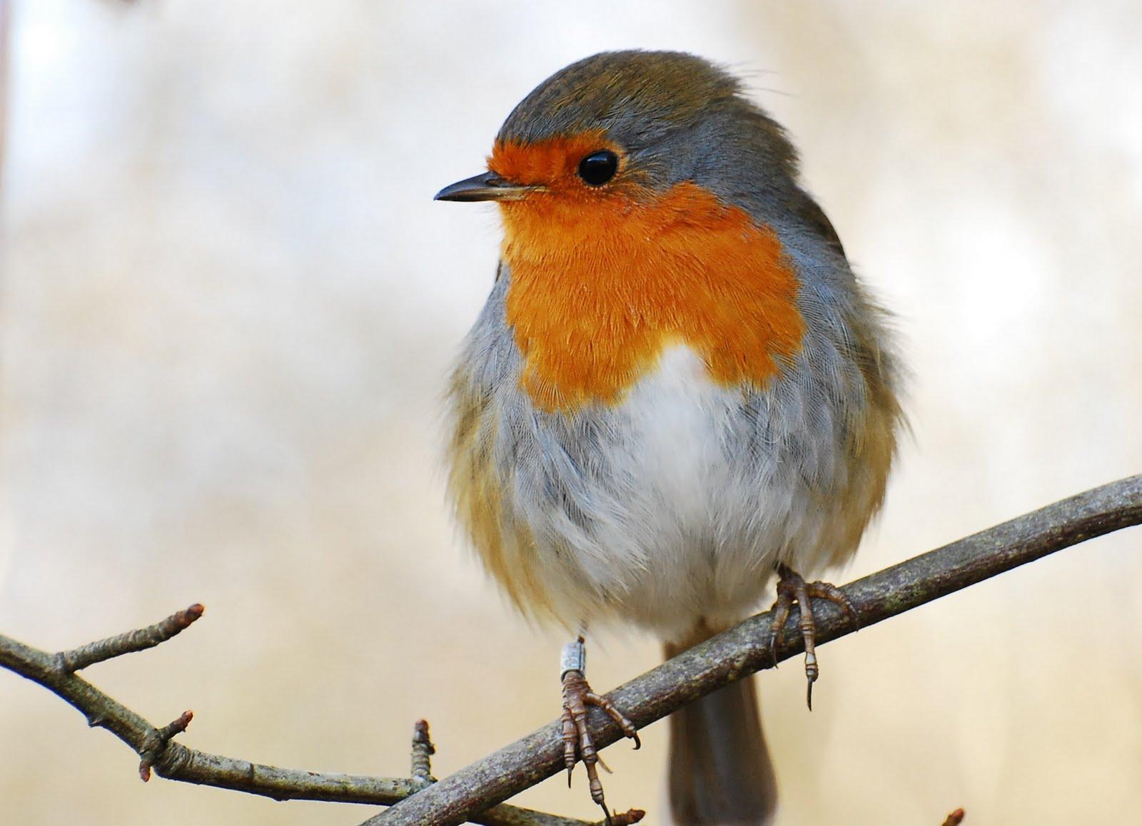Gallery of Wallpaper of a Robin on Animal Picture Society
