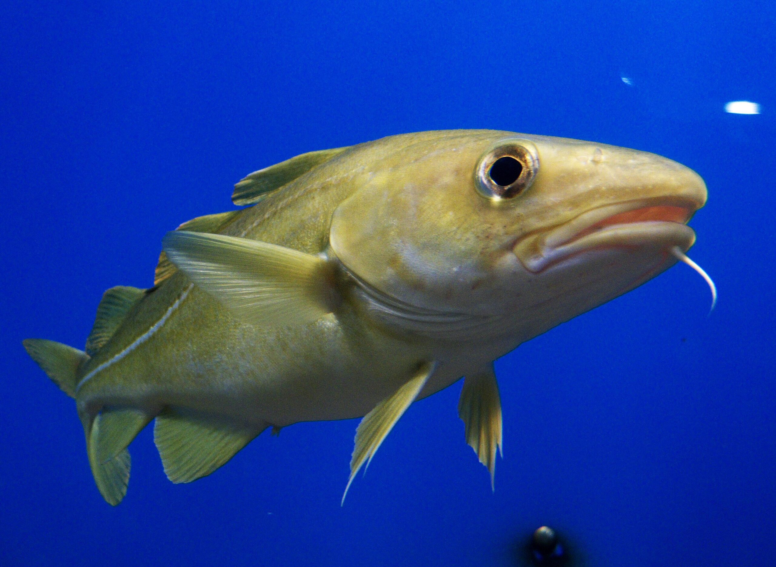 Changes in forage fish abundance alter Atlantic cod