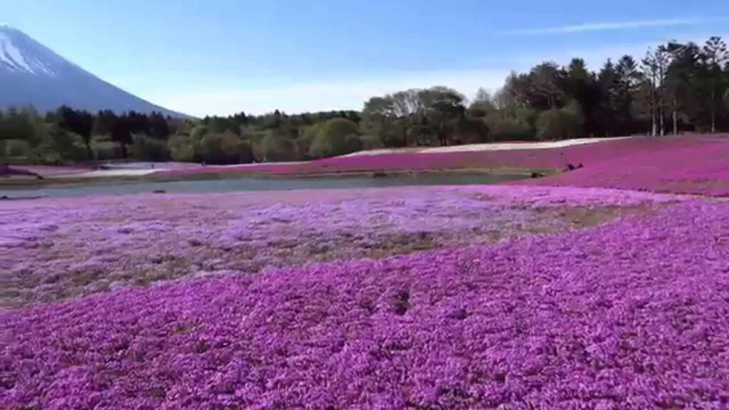 Fuji Shibazakura