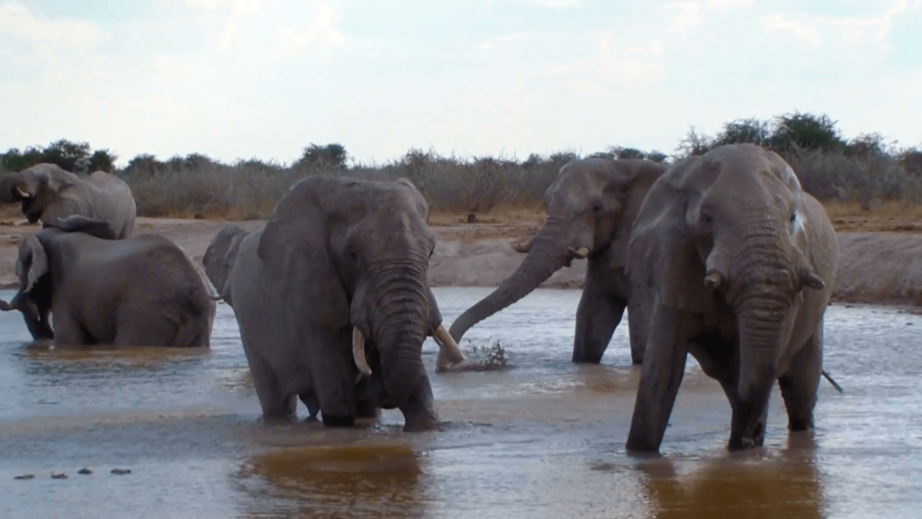 Elephant family bathing action in a waterhole Nxai Pan National