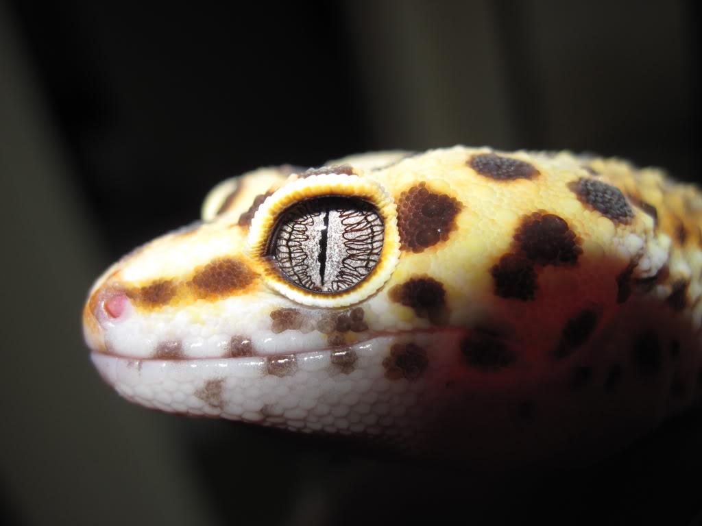Leopard Gecko Eye, 2K Wallpapers & backgrounds Download