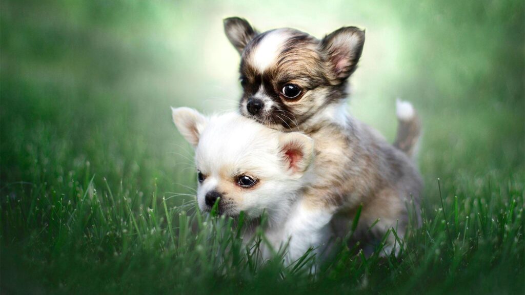 Chihuahua Puppies 2K Wallpapers