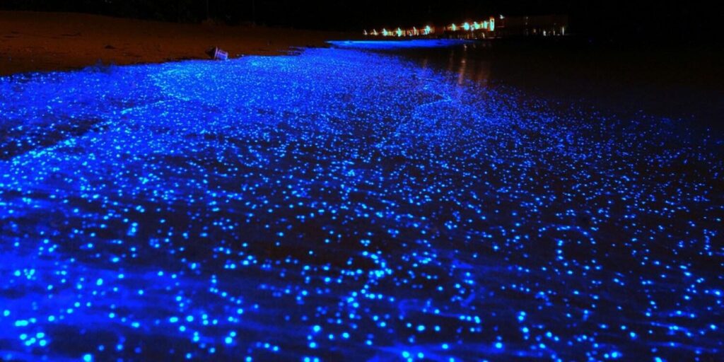 Sea of Stars on Vaadhoo Island, Maldives