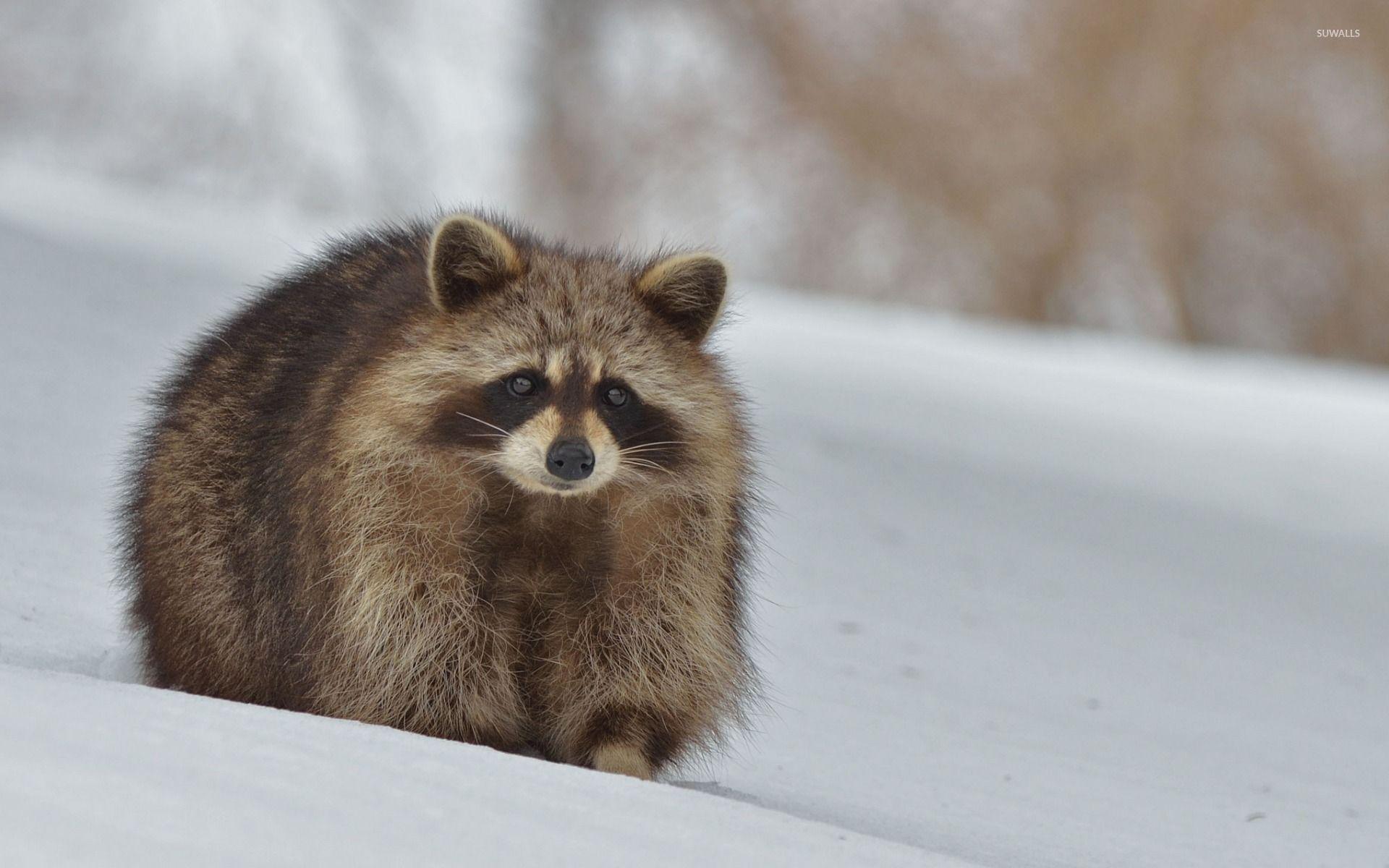 Raccoon in the snow wallpapers