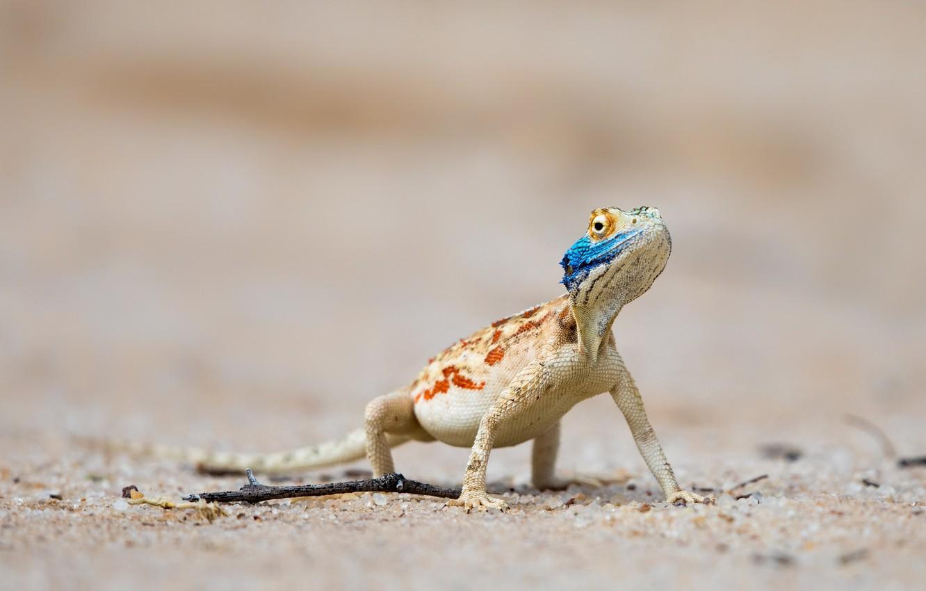 Wallpapers South Africa, Ground agama, Nossob, Kgalagadi