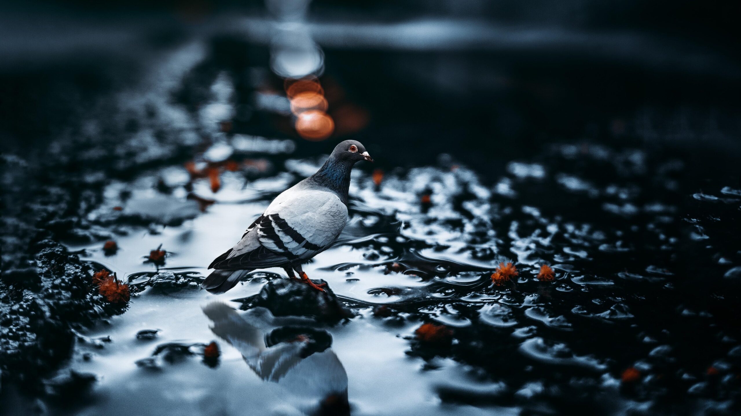 Pigeon In A Puddle K UltraHD Wallpapers