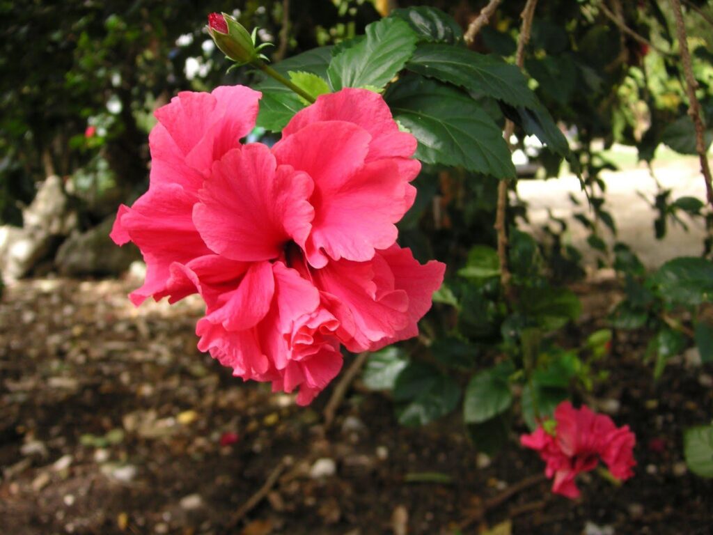 Flowers of the Yucatan Peninsula