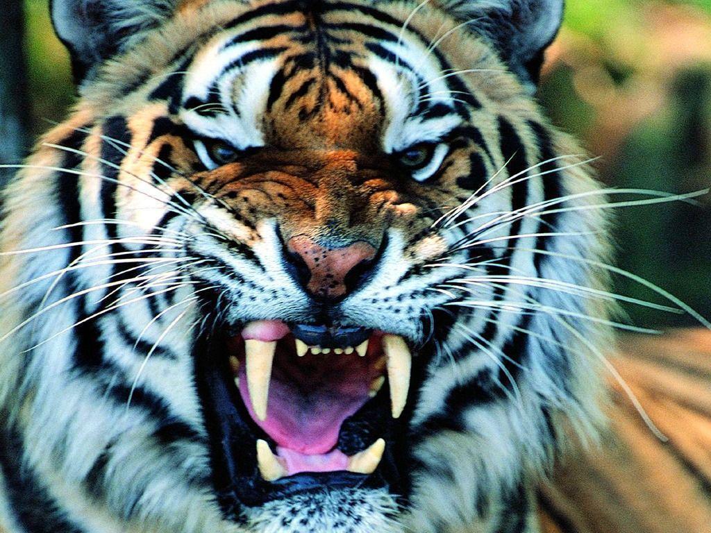 Wallpapers For – Cool Tiger Wallpapers Light