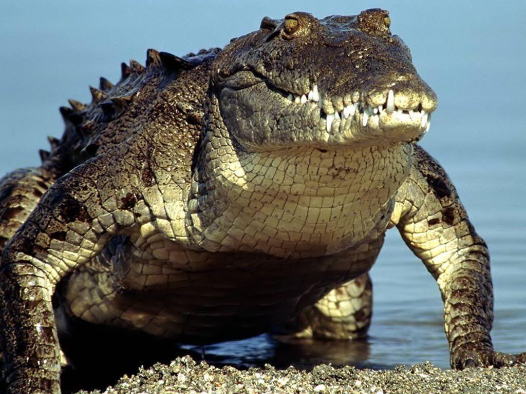 Desk 4K Wallpapers · Gallery · Animals · Crocodile Alligator