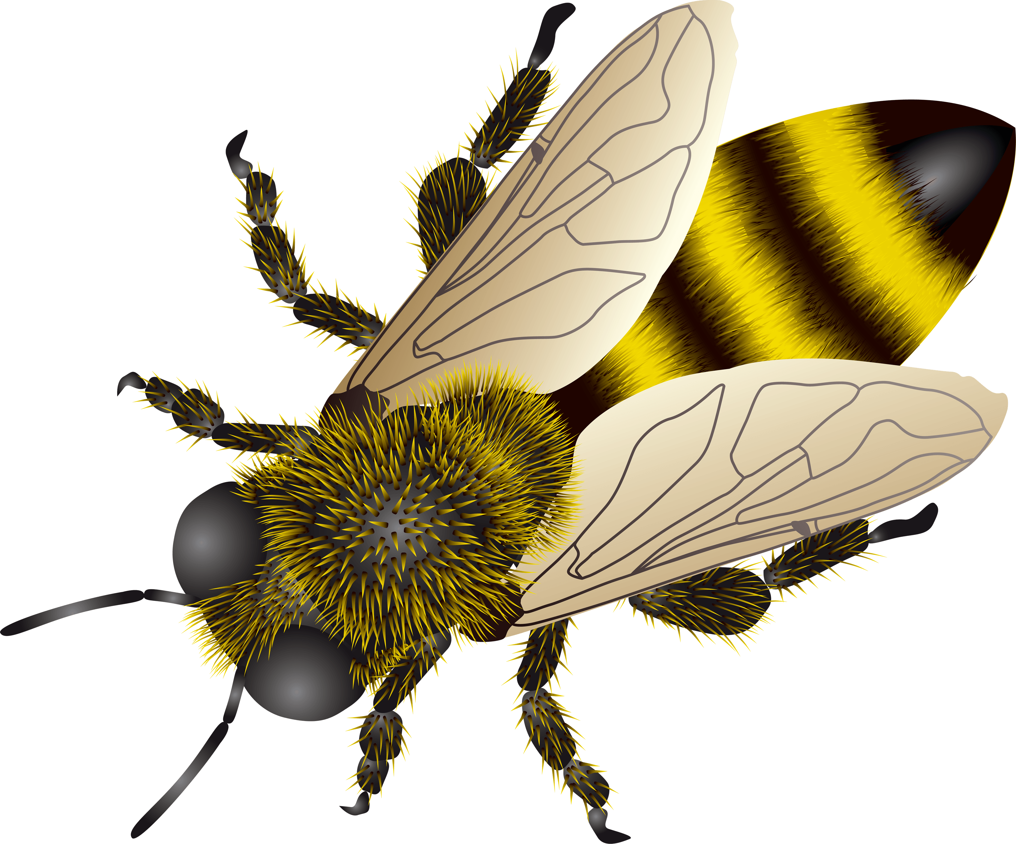 Animal Bee wallpapers