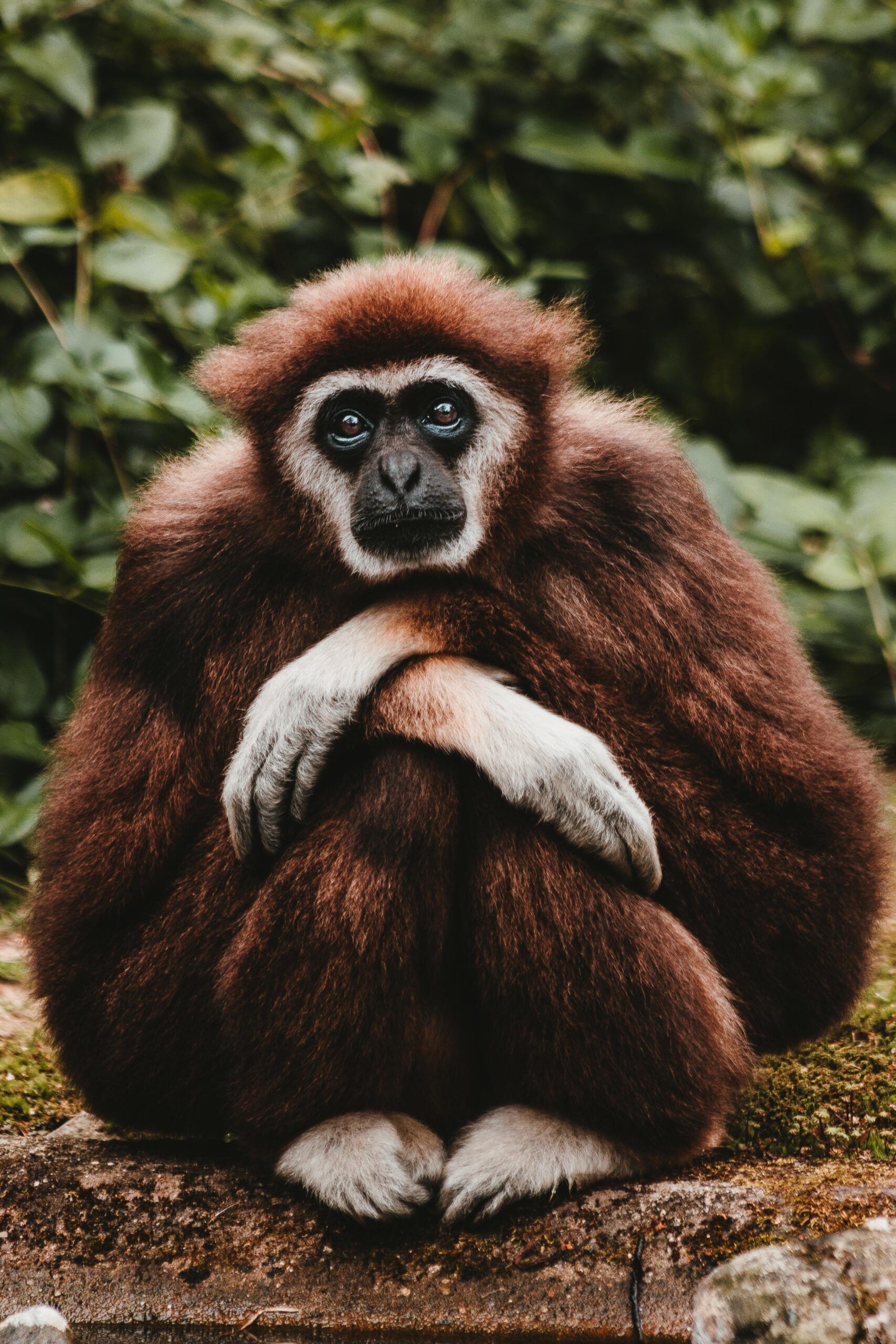 Download wallpapers gibbon, pensive, sitting, cute
