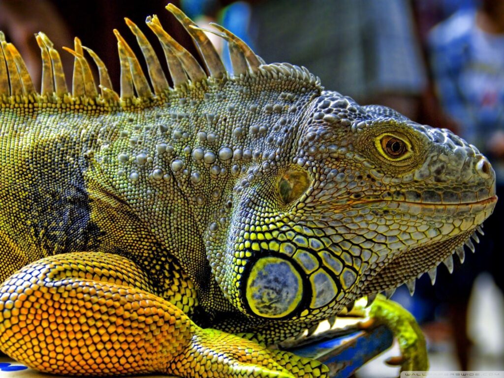 Iguana In Malaysia 2K desk 4K wallpapers High Definition