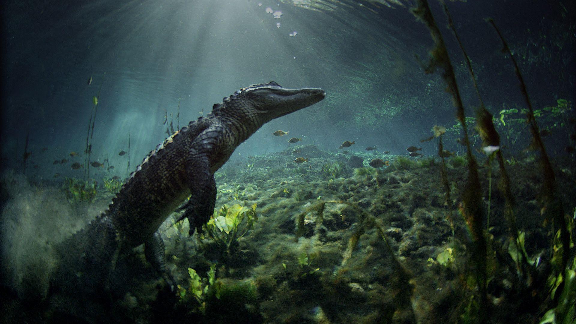 Meet the Residents of Everglades National Park