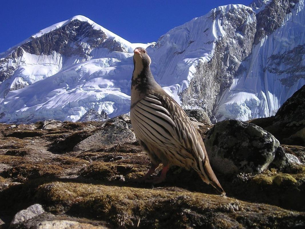 Daily Wallpaper: Ama Dablam, Nepal | I Like To Waste My Time