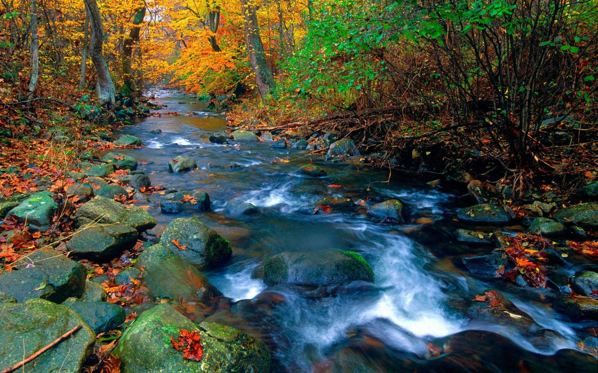 Ridge Stream, Shenandoah National Park, Virginia, Forest