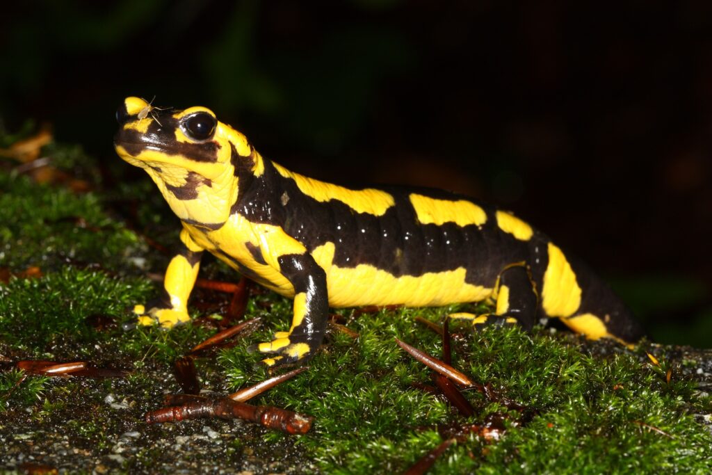 Computer Wallpapers, Desktop Backgrounds Salamander, 9946.93