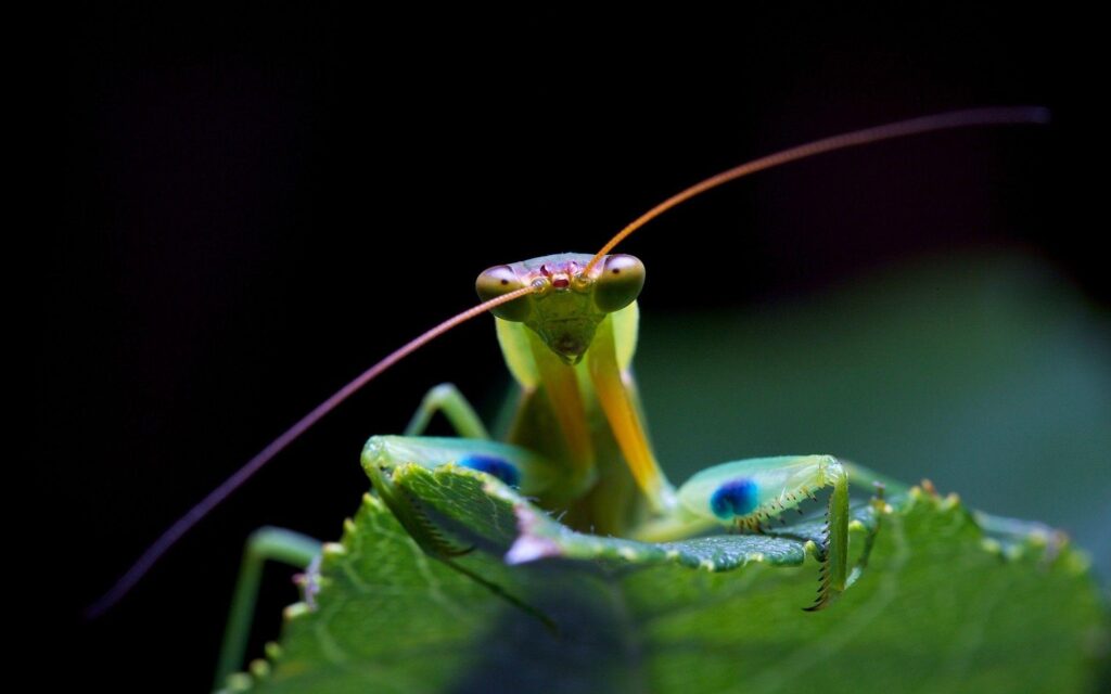 Praying Mantis Face Wallpapers 2K Wallpapers